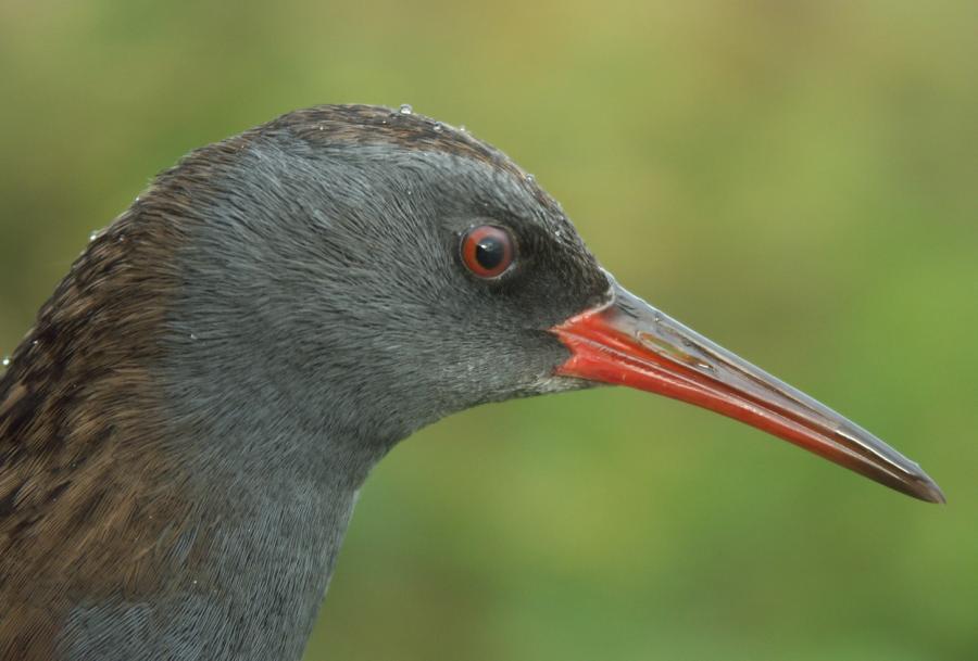 Water Rail Rallus aquaticus